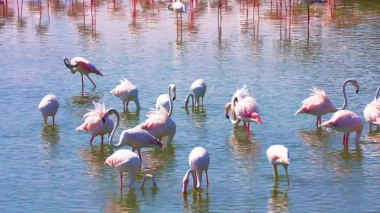 Flamingo, Wading Bird, Aquatic Bird, Bird, Lake, Water