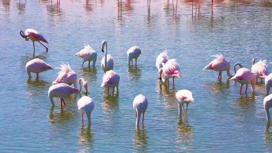 Flamingo, Wading Bird, Aquatic Bird, Bird, Lake, Water