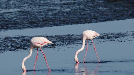 Flamingo, Wading Bird, Aquatic Bird, Bird, Spoonbill, Wildlife