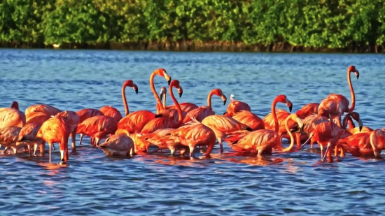 Flamingo, Wading Bird, Aquatic Bird, Bird, Water, Lake