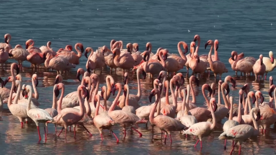 Flamingo, Wading Bird, Aquatic Bird, Bird, Water, Lake