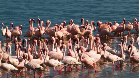 Flamingo, Wading Bird, Aquatic Bird, Bird, Water, Wildlife