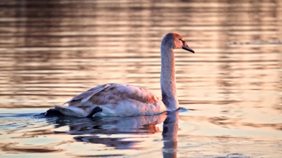 Flamingo, Wading Bird, Aquatic Bird, Bird, Wildlife, Beak