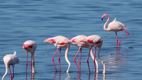 Flamingo, Wading Bird, Aquatic Bird, Bird, Wildlife, Beak