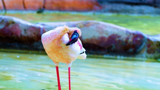 Flamingo, Wading Bird, Aquatic Bird, Bird, Wildlife, Beak