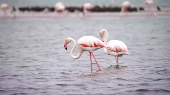 Flamingo, Wading Bird, Aquatic Bird, Bird, Wildlife, Beak