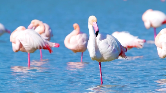 Flamingo, Wading Bird, Aquatic Bird, Bird, Wildlife, Beak