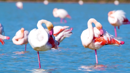 Flamingo, Wading Bird, Aquatic Bird, Bird, Wildlife, Beak