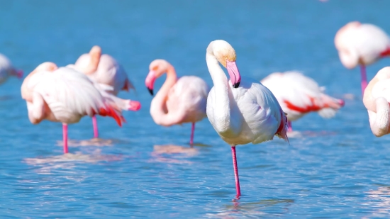 Flamingo, Wading Bird, Aquatic Bird, Bird, Wildlife, Beak