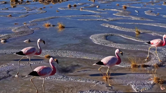 Flamingo, Wading Bird, Aquatic Bird, Bird, Wildlife, Lake