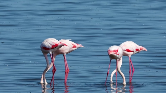 Flamingo, Wading Bird, Aquatic Bird, Bird, Wildlife, Lake