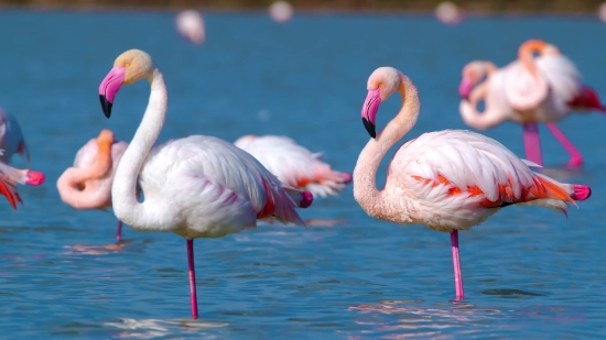 Flamingo, Wading Bird, Aquatic Bird, Bird, Wildlife, Lake