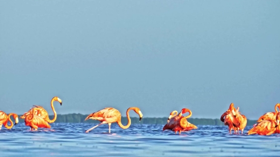 Flamingo, Wading Bird, Bathing Cap, Aquatic Bird, Bird, Cap