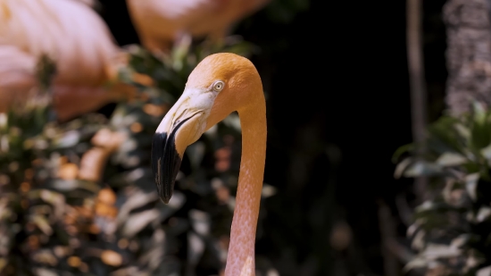 Flamingo, Wading Bird, Bird, Aquatic Bird, Beak, Wildlife