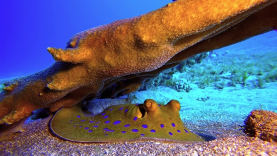 Flatworm, Worm, Invertebrate, Fish, Underwater, Sea