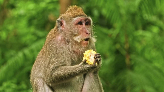 Fliz Movies Download, Macaque, Monkey, Primate, Wildlife, Ape