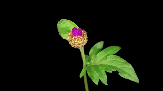 Flower, Bud, Plant, Pink, Blossom, Leaf