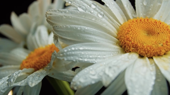 Flower, Daisy, Petal, Blossom, Plant, Spring