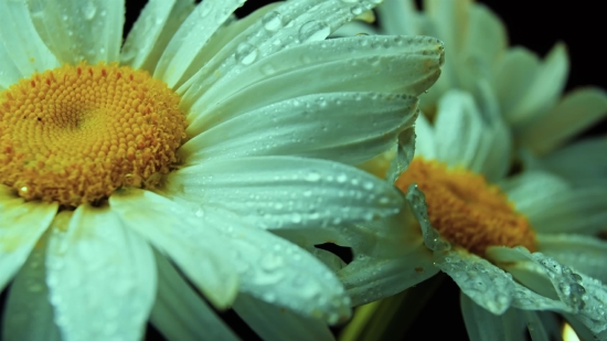 Flower, Daisy, Plant, Petal, Leaf, Fresh