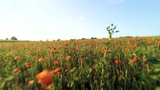 Flower, Field, Tulip, Poppy, Spring, Plant