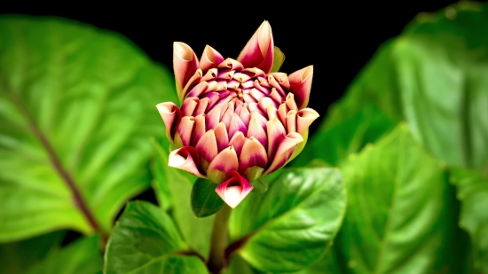 Flower, Pink, Plant, Shrub, Blossom, Artichoke