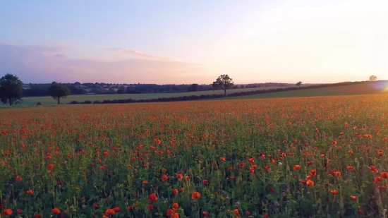 Flower, Sky, Field, Spring, Landscape, Tulip