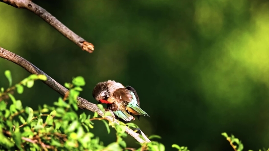 Fly, Insect, Arthropod, Invertebrate, Wildlife, Wing