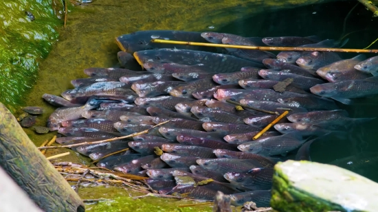 Food Fish, Water, Coho, Tuna, Salmon, Lake