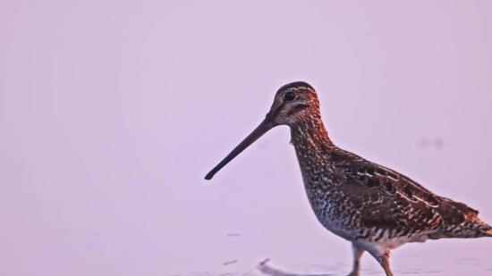 Footage Copyright Free, Shorebird, Bird, Wading Bird, Wildlife, Beak