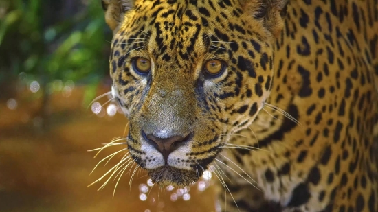 Footage, Jaguar, Big Cat, Feline, Leopard, Cat