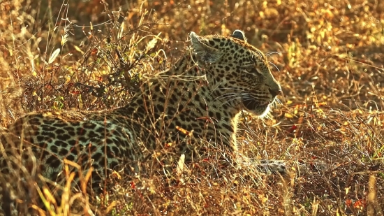 Footage Video Cinematic, Leopard, Fur, Predator, Wildlife, Safari