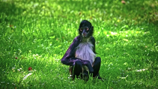 For Youtube Video Background Music, Spider Monkey, Monkey, Primate, Grass, Park