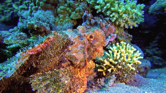 Forest Free Video, Reef, Underwater, Coral, Sea, Fish