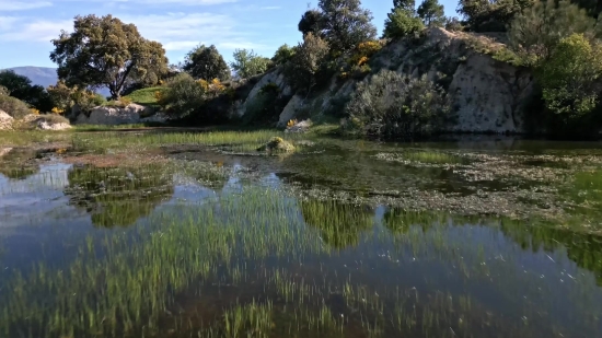 Forest, Land, Lake, Landscape, Water, Swamp