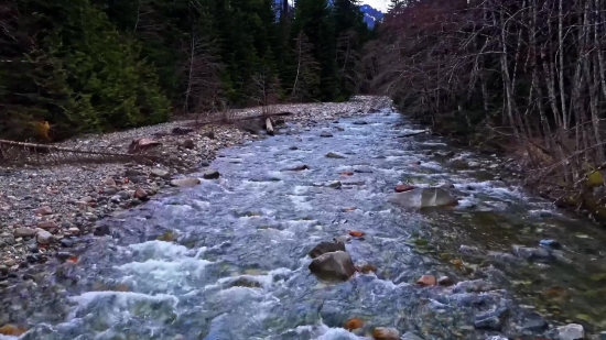 Forest, Land, River, Stream, Landscape, Water