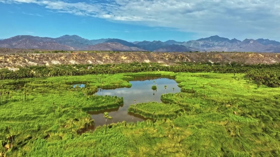 Forest, Land, Swamp, Landscape, River, Water