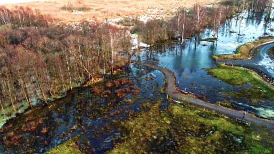 Forest, River, Land, Landscape, Water, Swamp