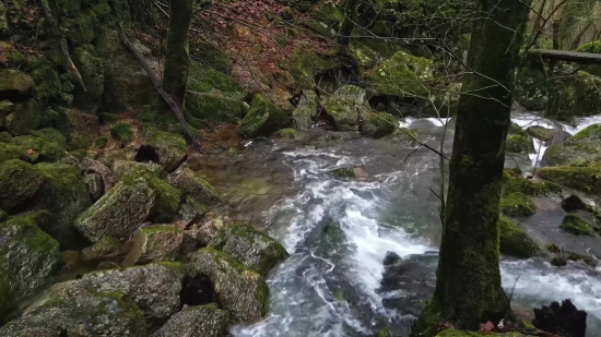 Forest, River, Land, Stream, Water, Rock