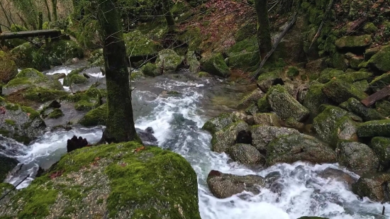 Forest, River, Water, Stream, Landscape, Rock