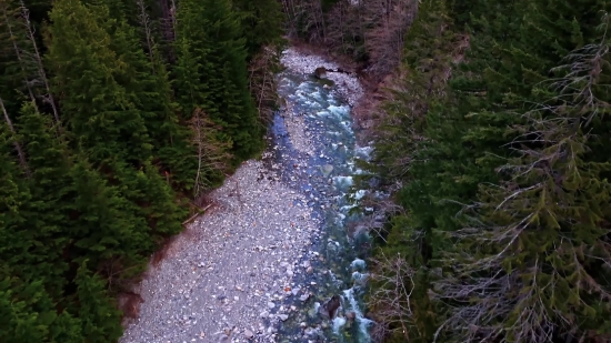 Forest, Tree, Landscape, River, Trees, Park