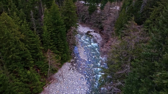 Forest, Tree, River, Landscape, Park, Water