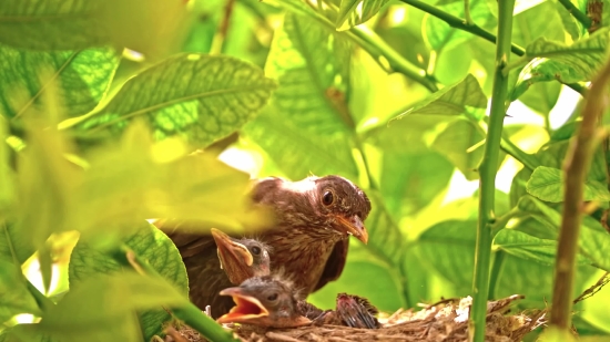 Forest Video Clip Free Download, Nestling, Young Bird, Animal, Young, Wildlife