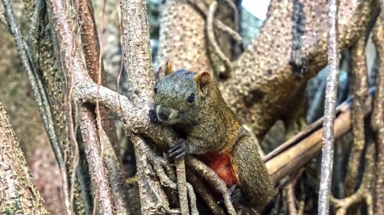 Fox Squirrel, Rodent, Tree Squirrel, Squirrel, Wildlife, Wild