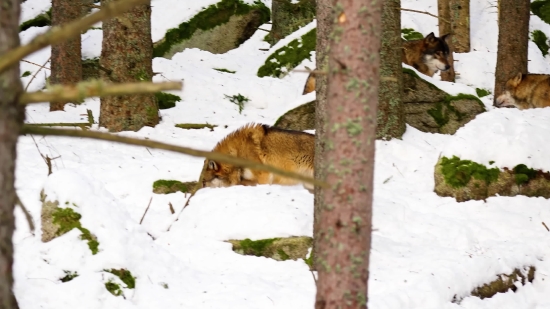 Fox Squirrel, Squirrel, Rodent, Tree Squirrel, Wildlife, Wild