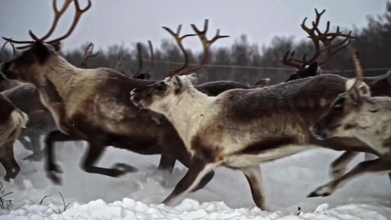 Free 4k Videos, Caribou, Deer, Wildlife, Buck, Wild