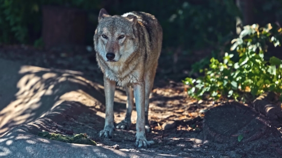 Free Access Video, Timber Wolf, Wolf, Canine, Wildlife, Mammal