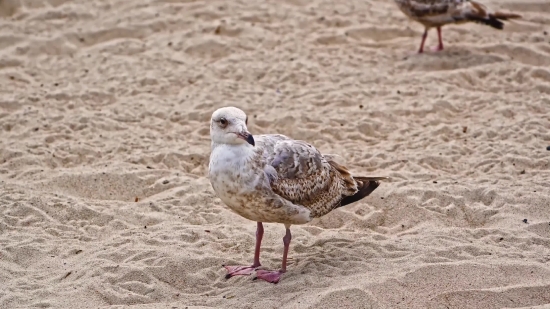 Free Aerial Stock Footage, Gull, Coastal Diving Bird, Bird, Seabird, Feather