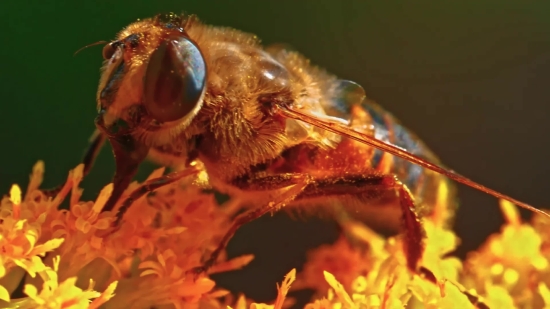 Free Alamy Com Promo, Insect, Bee, Fly, Arthropod, Buckeye