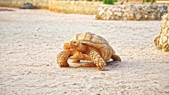 Free Alamy Promotion, Hermit Crab, Crustacean, Arthropod, Invertebrate, Shell