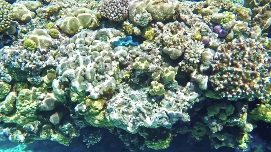 Free Anime Clips Download, Coral Reef, Reef, Ridge, Underwater, Coral